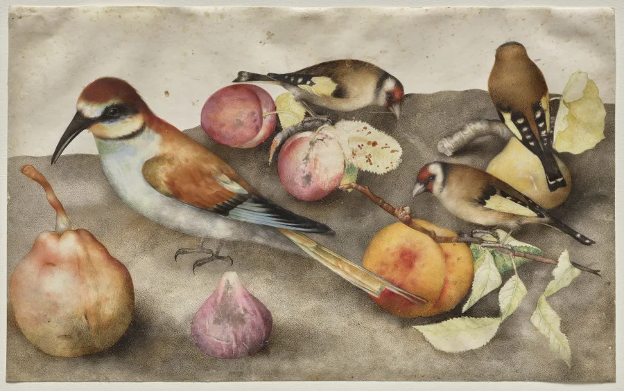 Still Life with Birds and Fruit