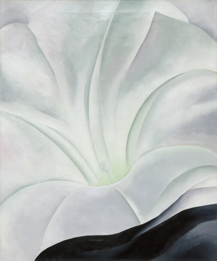 Morning Glory with Black