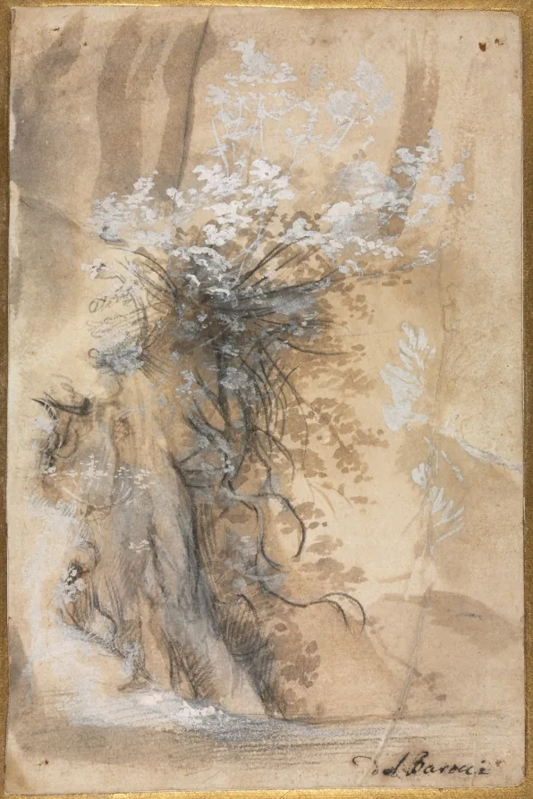 Flowering Bush above an Eroded Bank