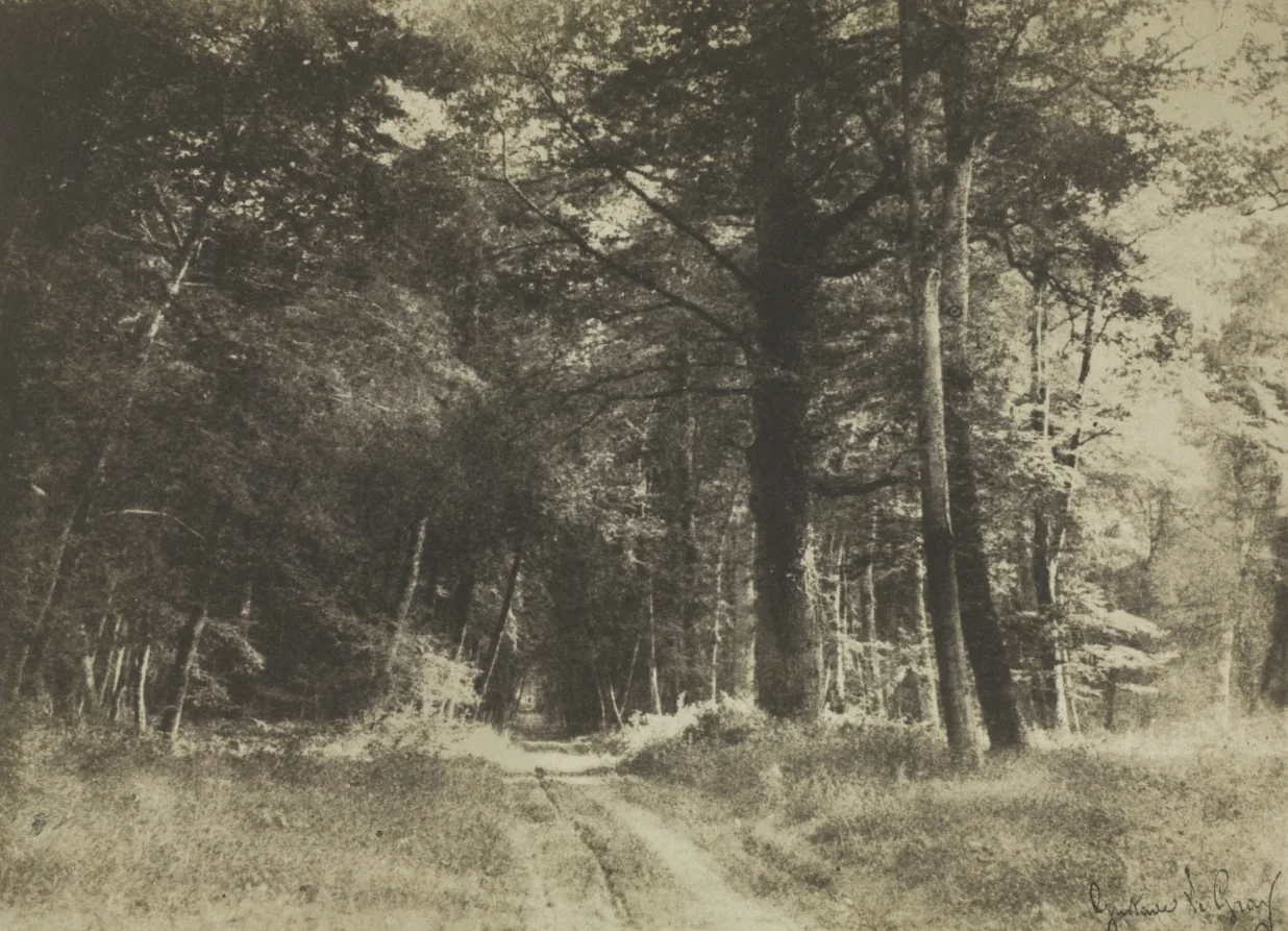 Pathway in the Forest of Fontainebleau