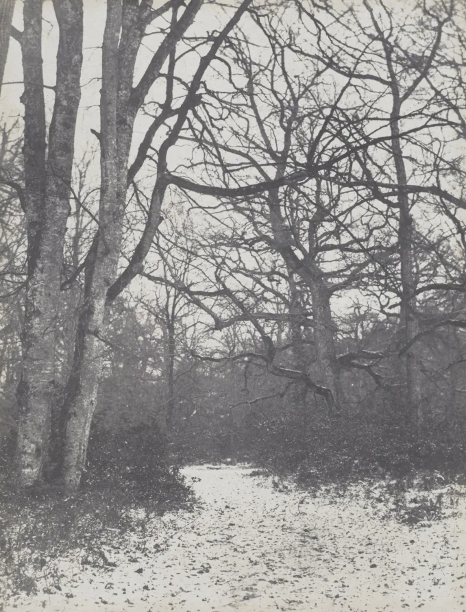 Road in the Forest