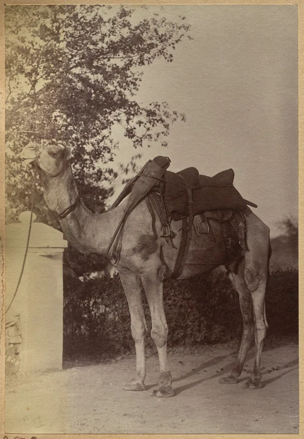 Captain Bailward's camel (verso, left)