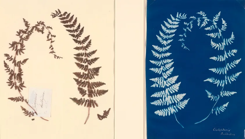 Untitled (Fern Study), c. 1850, from the Hatton Fern Album