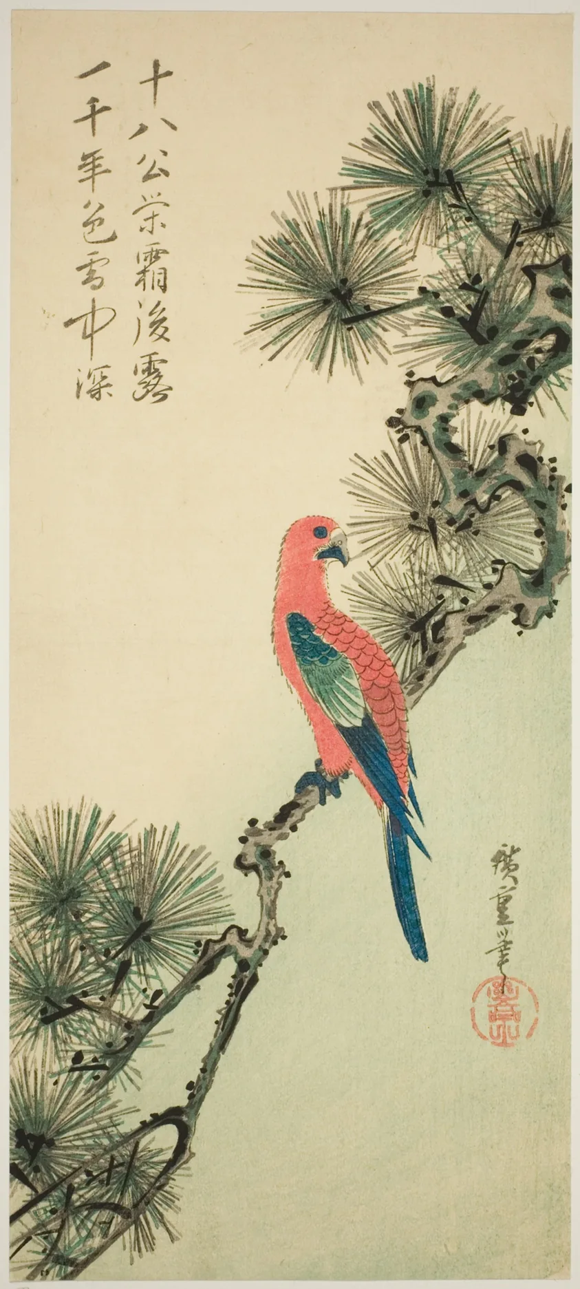Macaw on a pine branch
