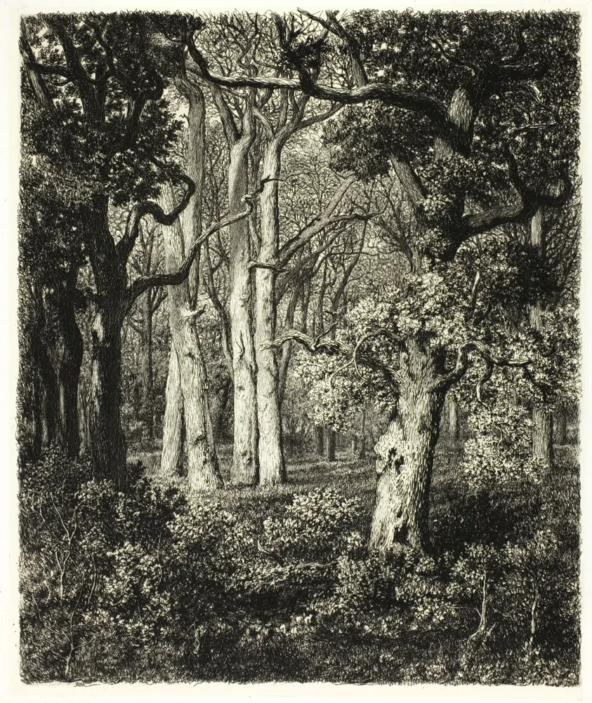 Old Oaks at Bas Bréau