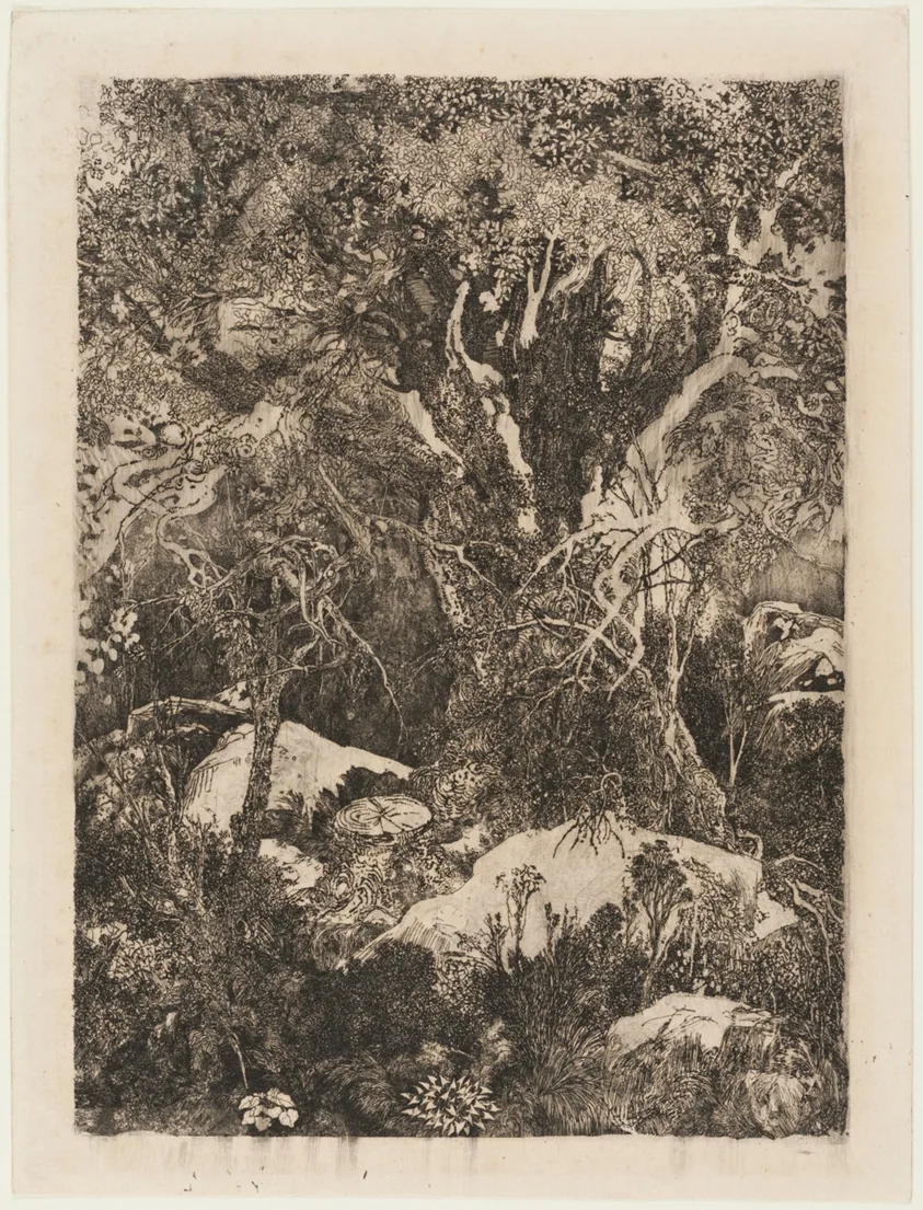The Forest of Fontainebleau