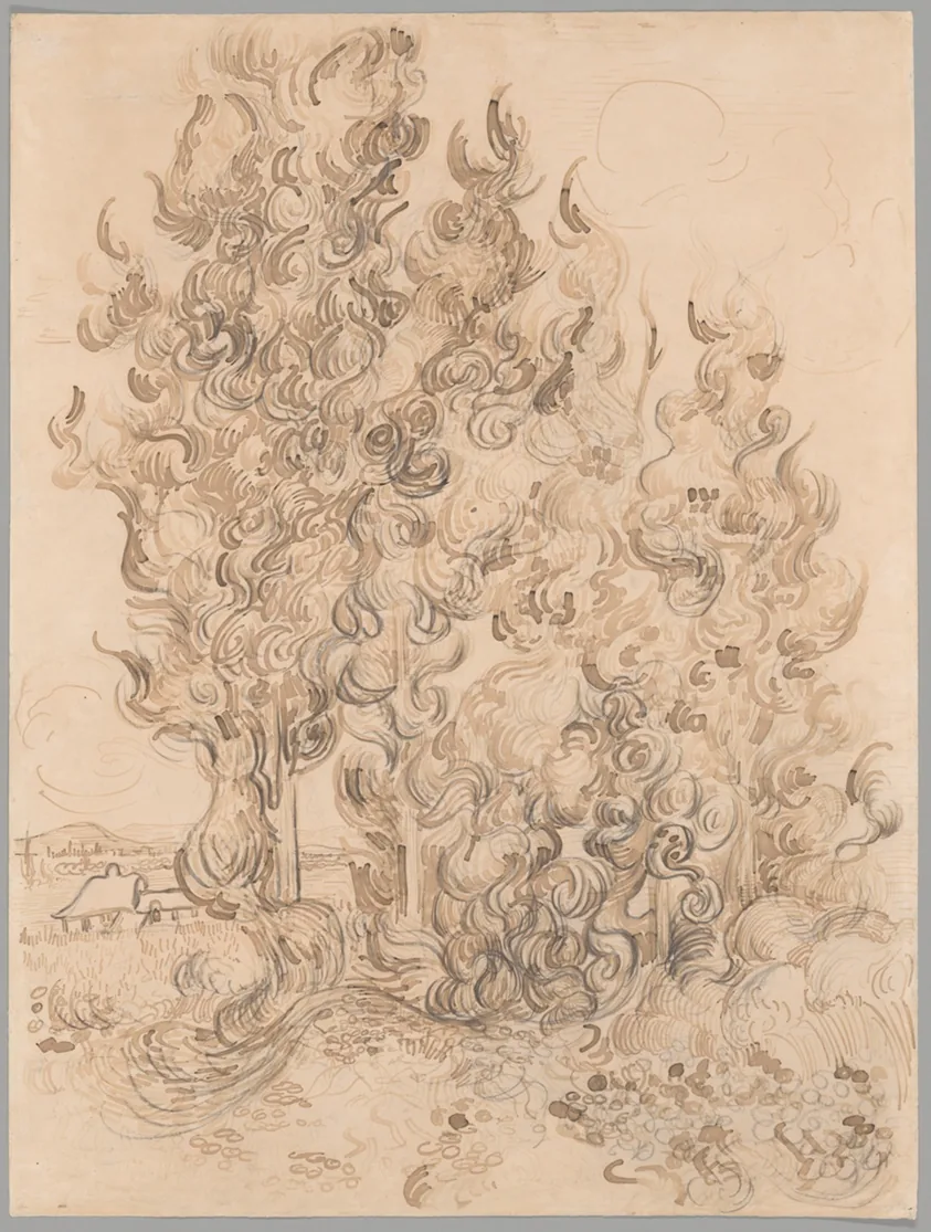 Cypresses