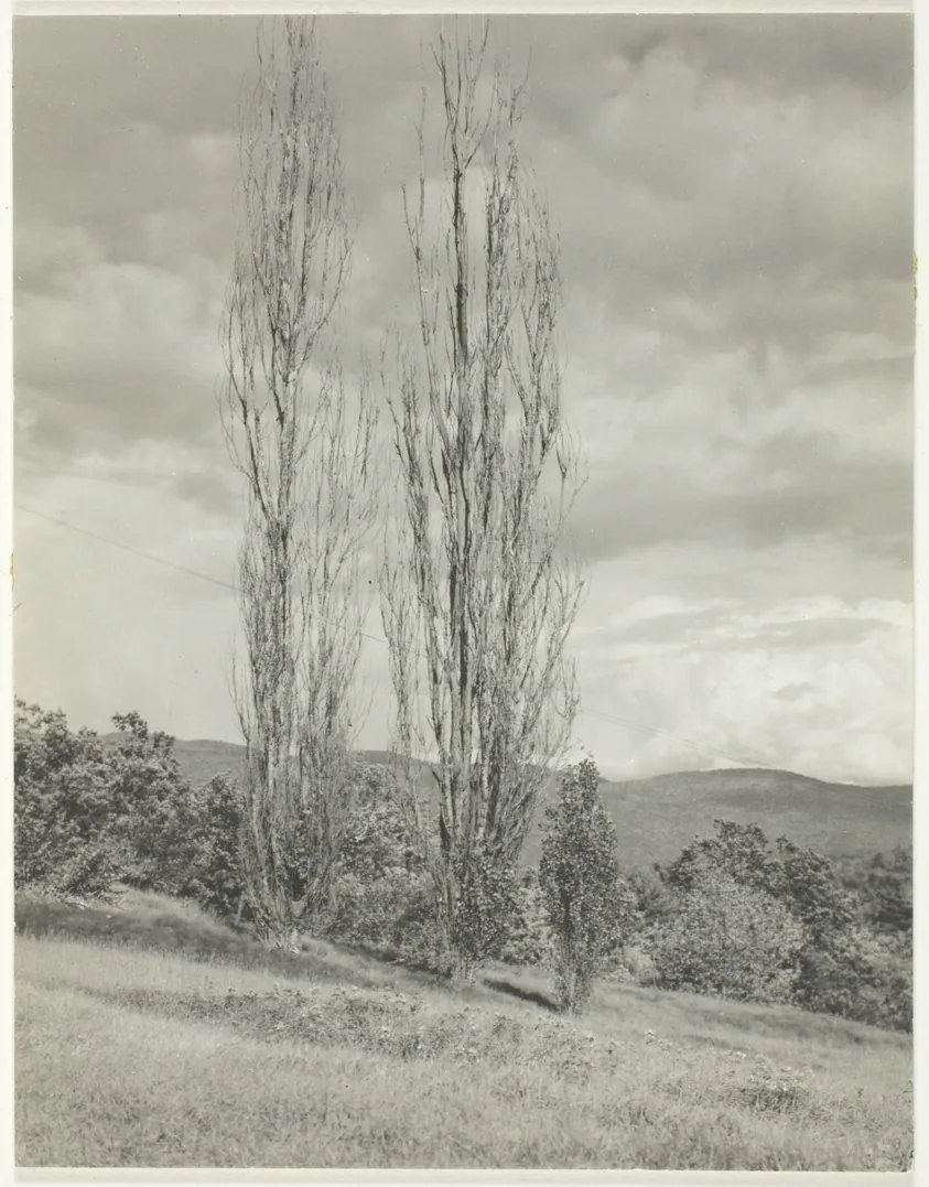 Poplars—Lake George