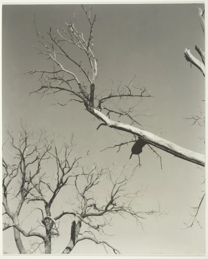 The Dying Chestnut Tree—My Teacher