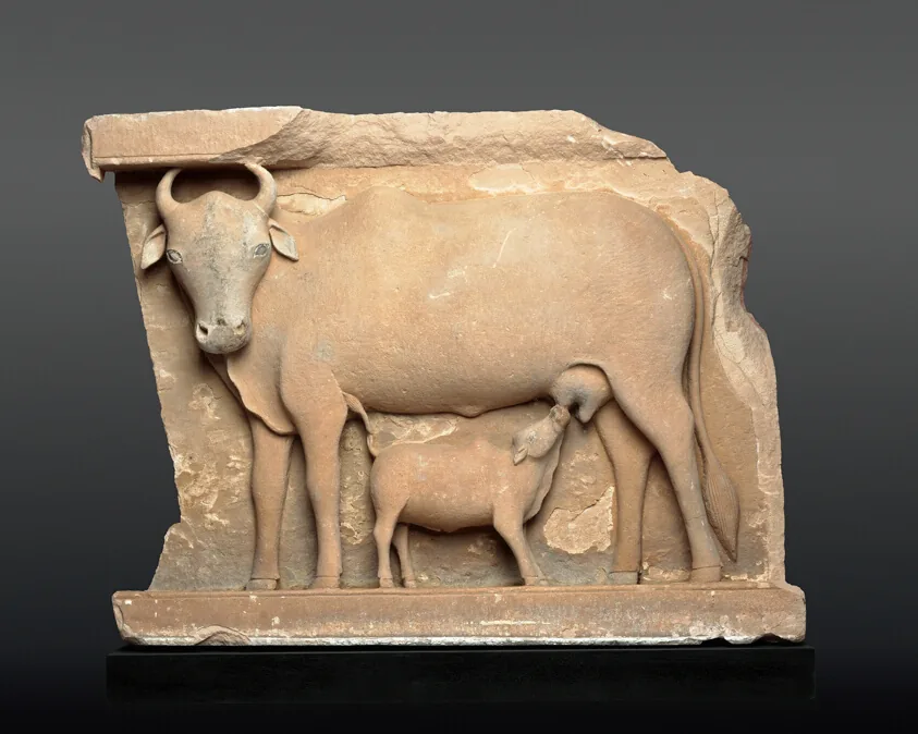 Cow Suckling a Calf